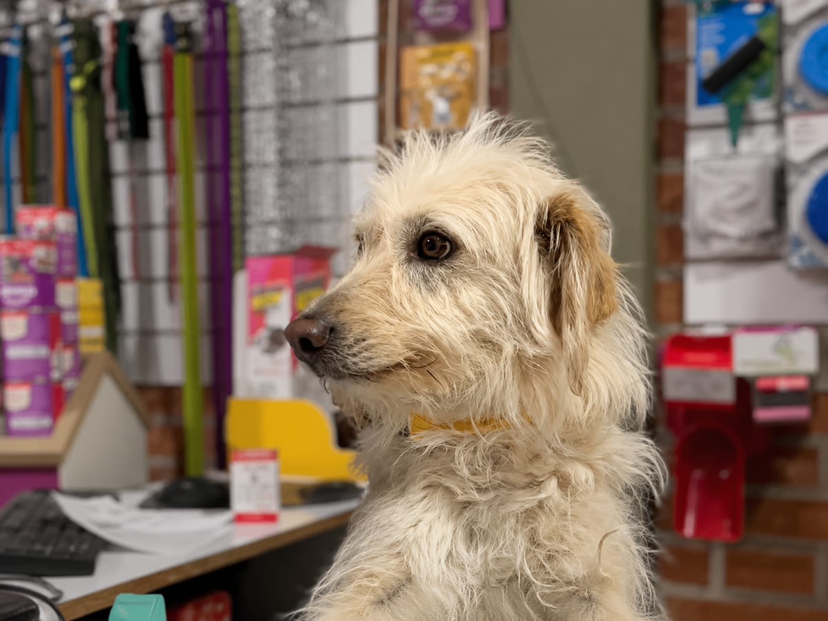 Perro en Cuchín Pet Shop, petshop en Pocito, San Juan